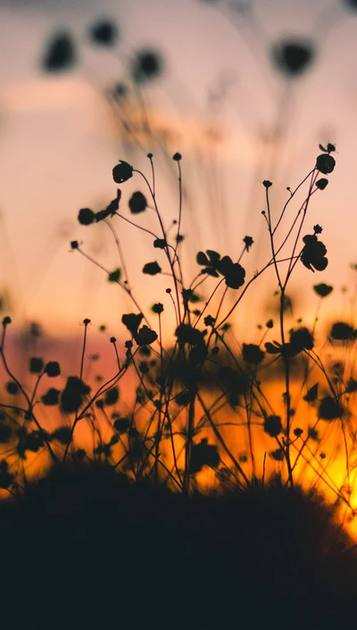 fleurs, crépuscule