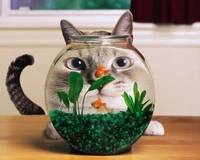 Chat curieux regardant un poisson dans un bol