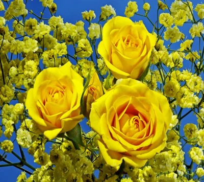 Rosas amarelas vibrantes entre flores delicadas contra um céu azul claro