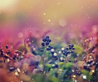 berries, grass, nature wallpaper