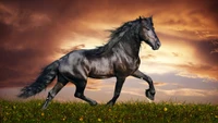 Majestic black stallion galloping across a vibrant pasture under a dramatic sky.