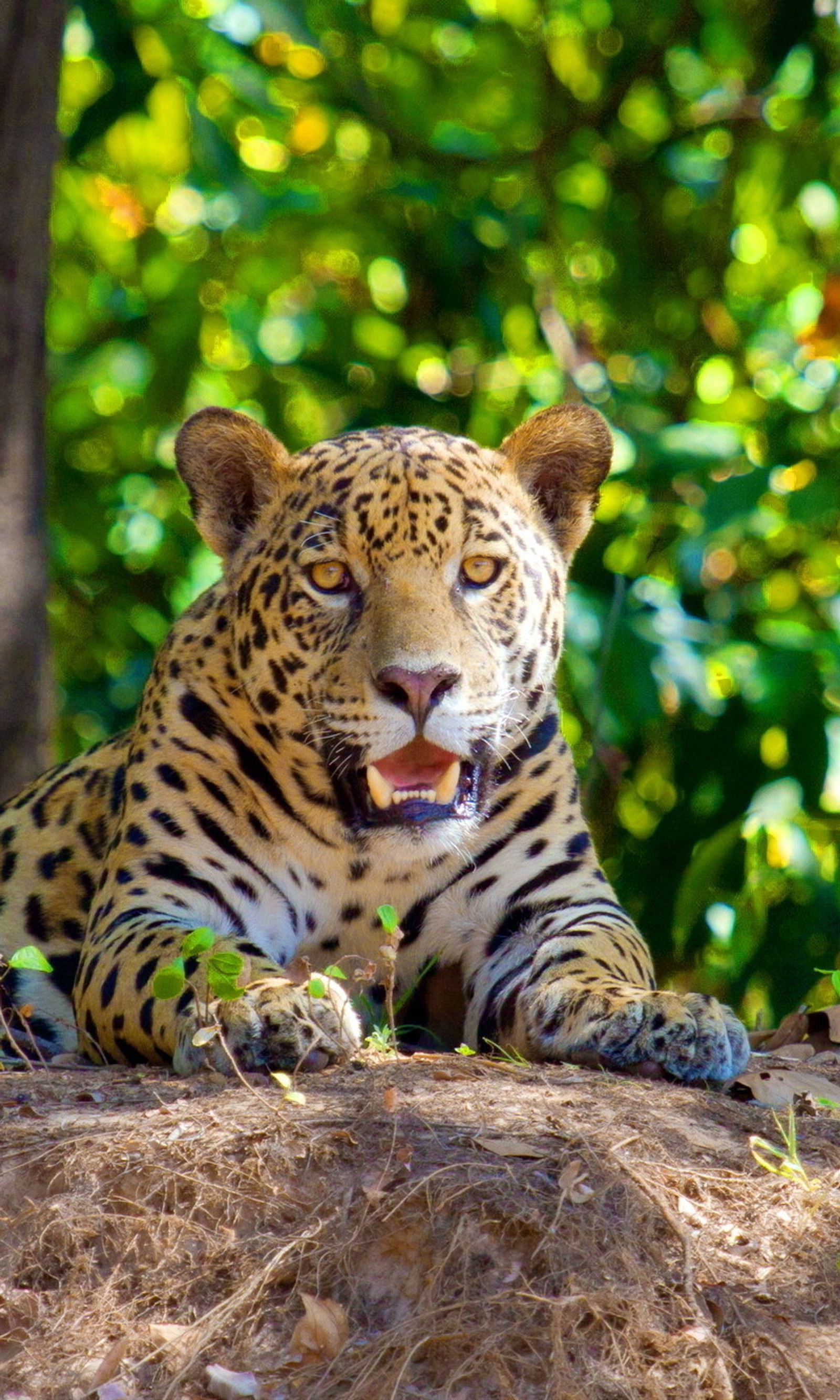 Il y a un léopard qui est couché sur le sol. (grands félins, guépard, rapide, nature, sauvage)