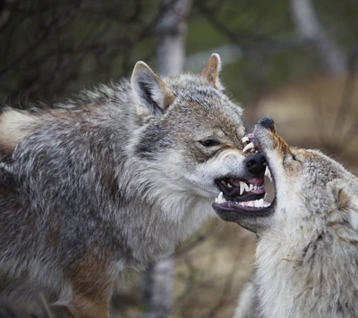 Confronto intenso entre lobos