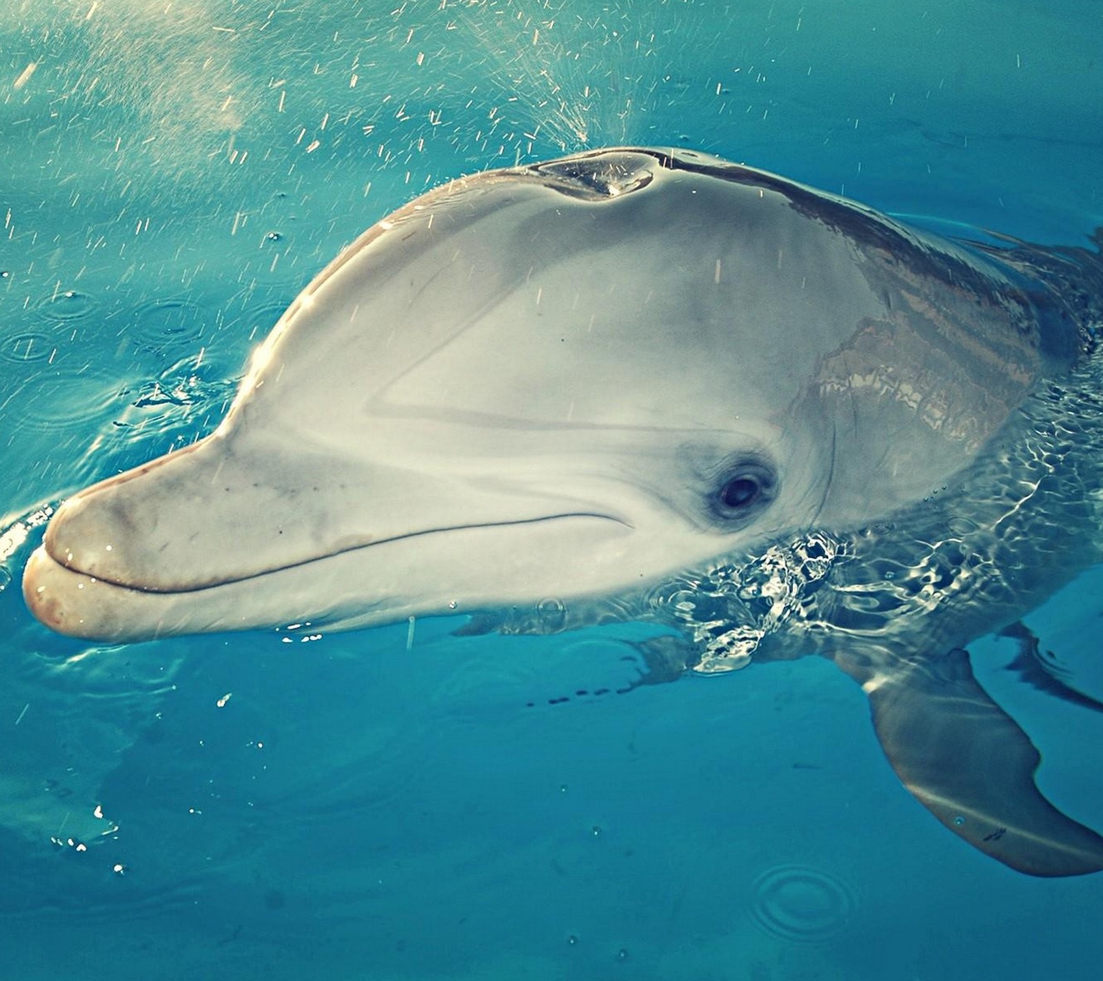 animal, dolphin, mammal wallpaper