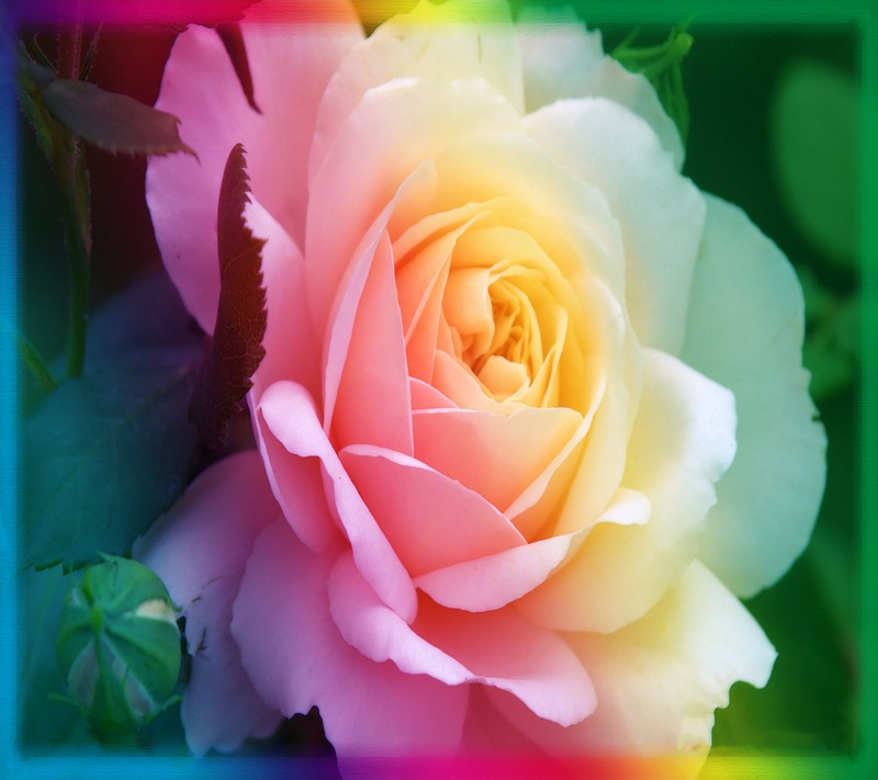 A close up of a pink rose with a rainbow background (color, flower, love, nature)