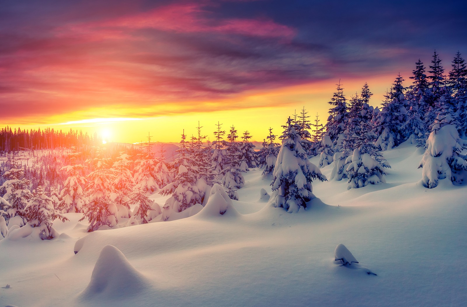 Um close de um campo nevado com árvores e um pôr do sol. (inverno, neve, natureza, congelamento, árvore)