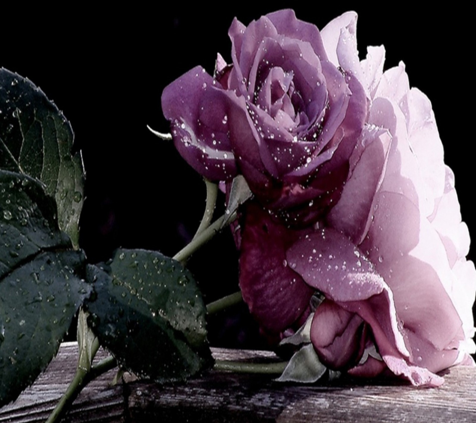 Purple rose with water droplets on it sitting on a wooden bench (beautiful, roses)