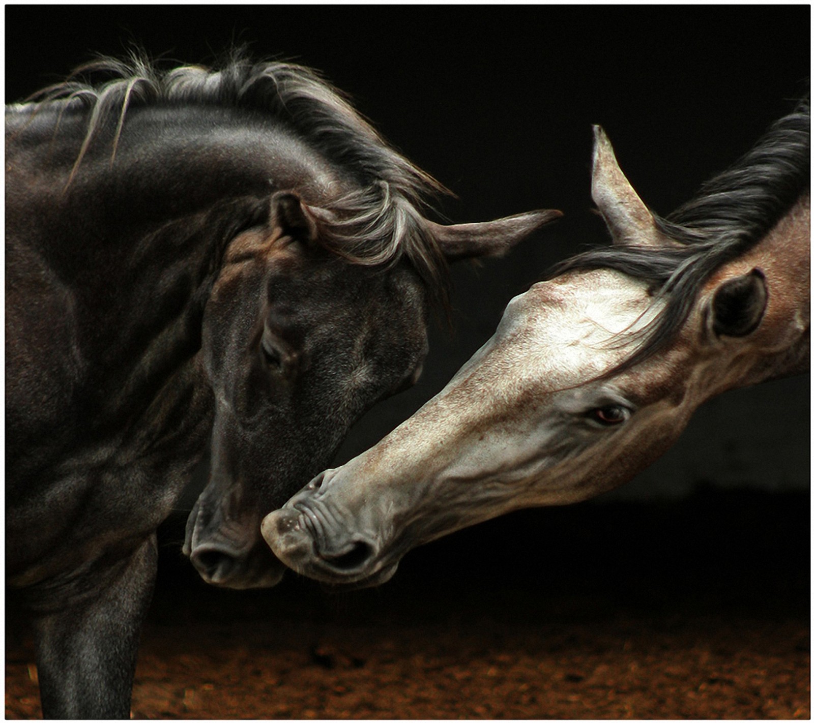 There are two horses that are standing together in the dirt (horses, wallpaper)