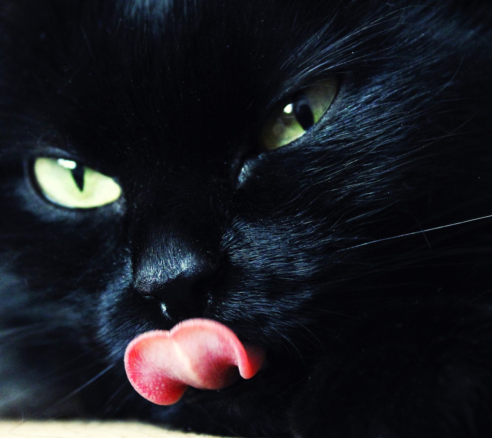 Hay un gato negro con la lengua afuera (negro, cat, lengua)