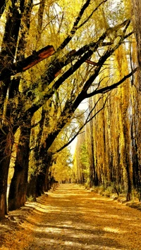 Caminho dourado entre árvores de outono, destacando a beleza da natureza.