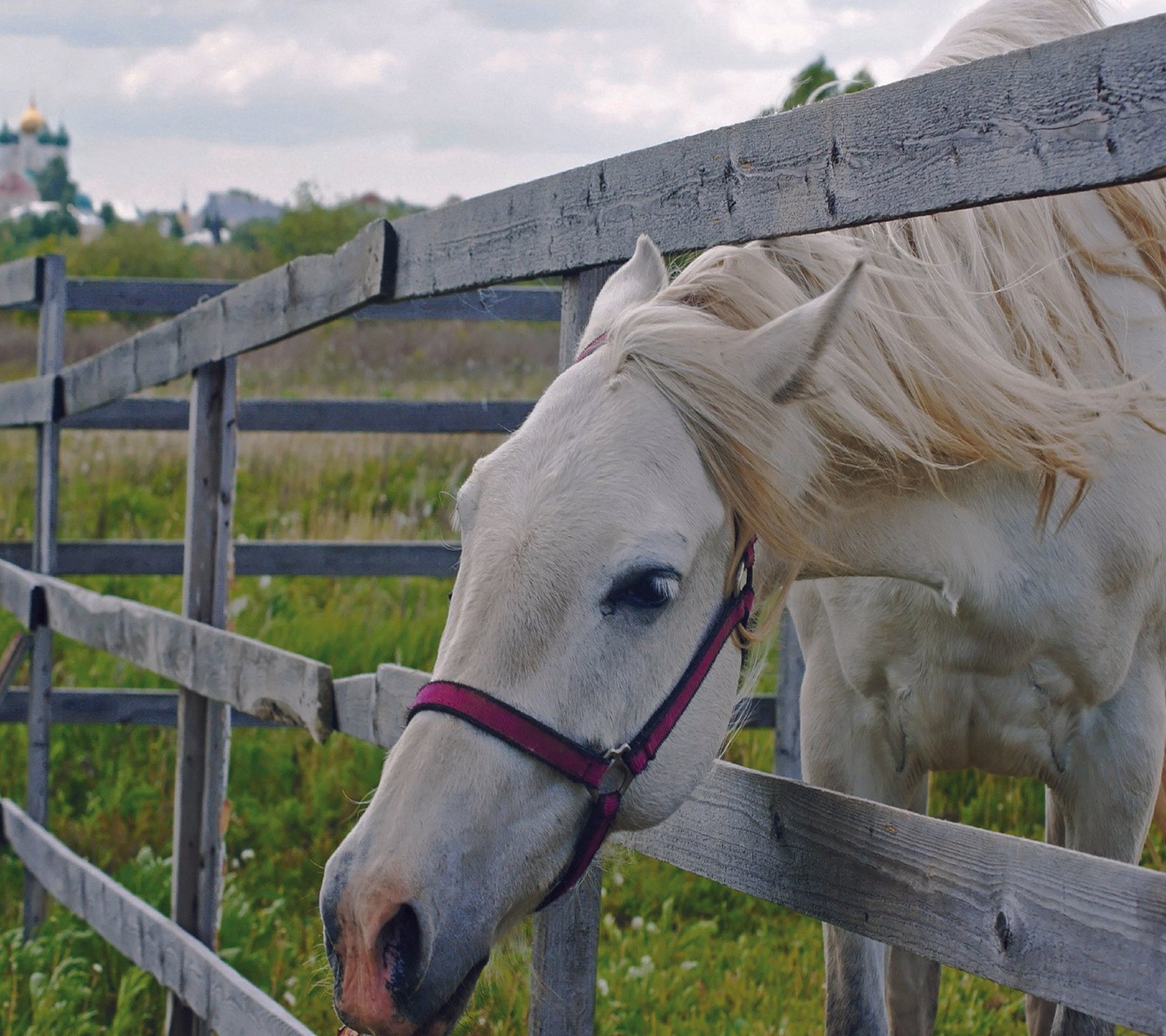 There is a white horse standing behind a wooden fence (horse, white)