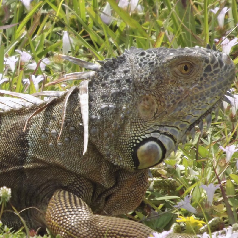 Большой ящерица сидит в траве (игуана, iguana, ящерица, рептилия)