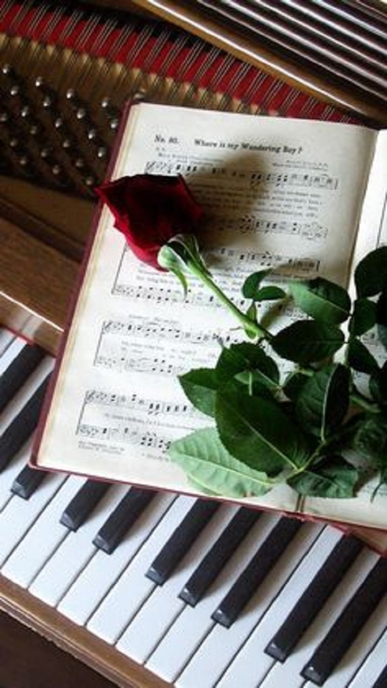 Un libro de caricaturas con una rosa en la parte superior de un teclado de piano (piano, rosa)