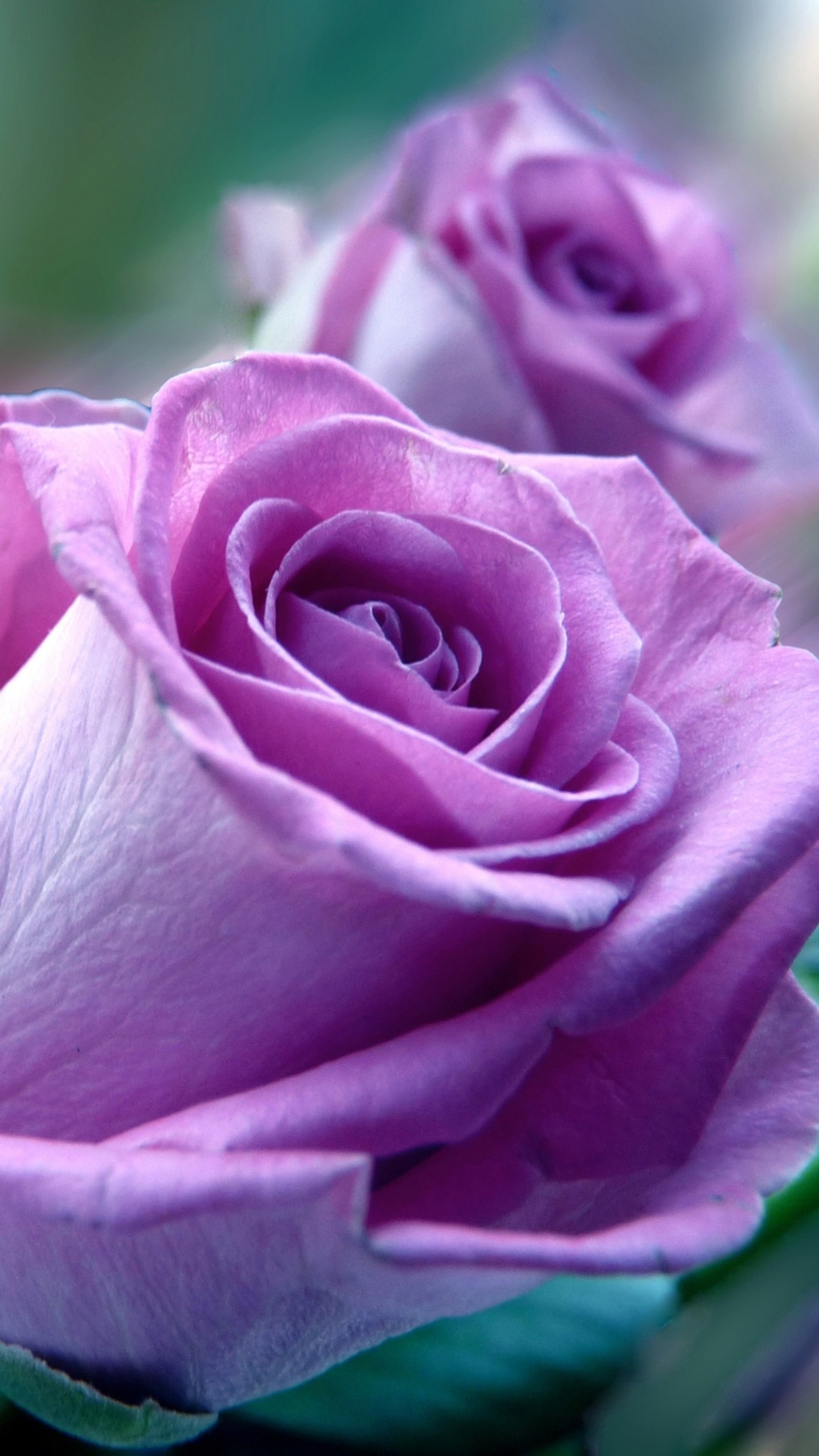 Rosas moradas en un jarrón con gotas de agua sobre ellas (flores, rosas)