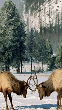 Elk in Snowy Landscape Engaging in Antler Sparring