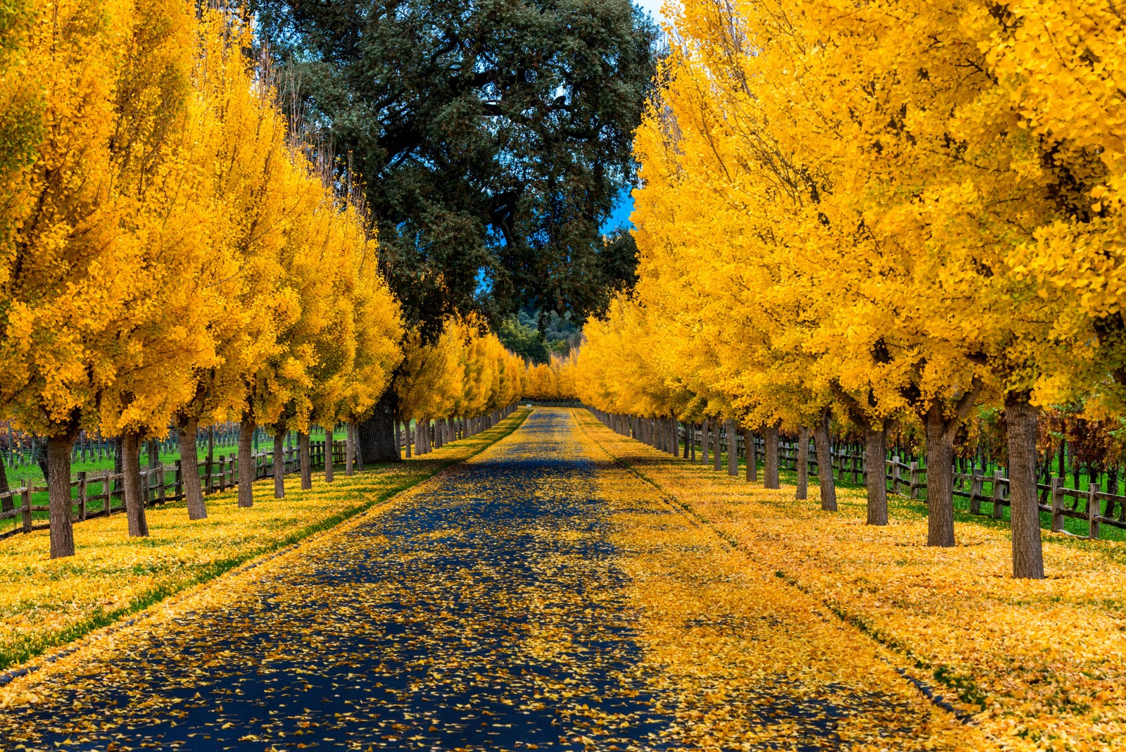 golden autumn, autumn, nature, deciduous, yellow wallpaper