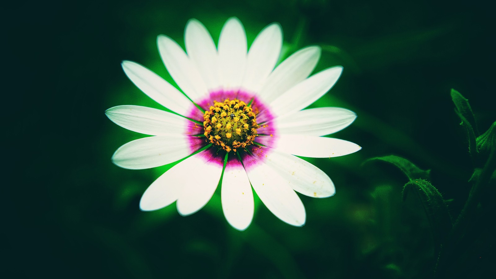 Nahaufnahme einer weißen blume mit einem rosa zentrum (blume, gemeine margerite, blütenblatt, blumendesign, pflanze)