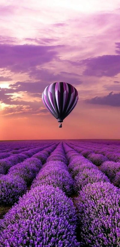 Lebendiger Heißluftballon über Lavendelfeldern bei Sonnenuntergang