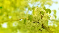 Zarte Blüten an einem grünen Zweig in einer üppigen Waldumgebung