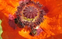 pollination, orange, pollen, petal, bee wallpaper