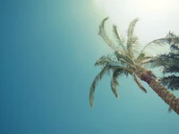 Sunlit Palm Tree Against a Clear Blue Sky