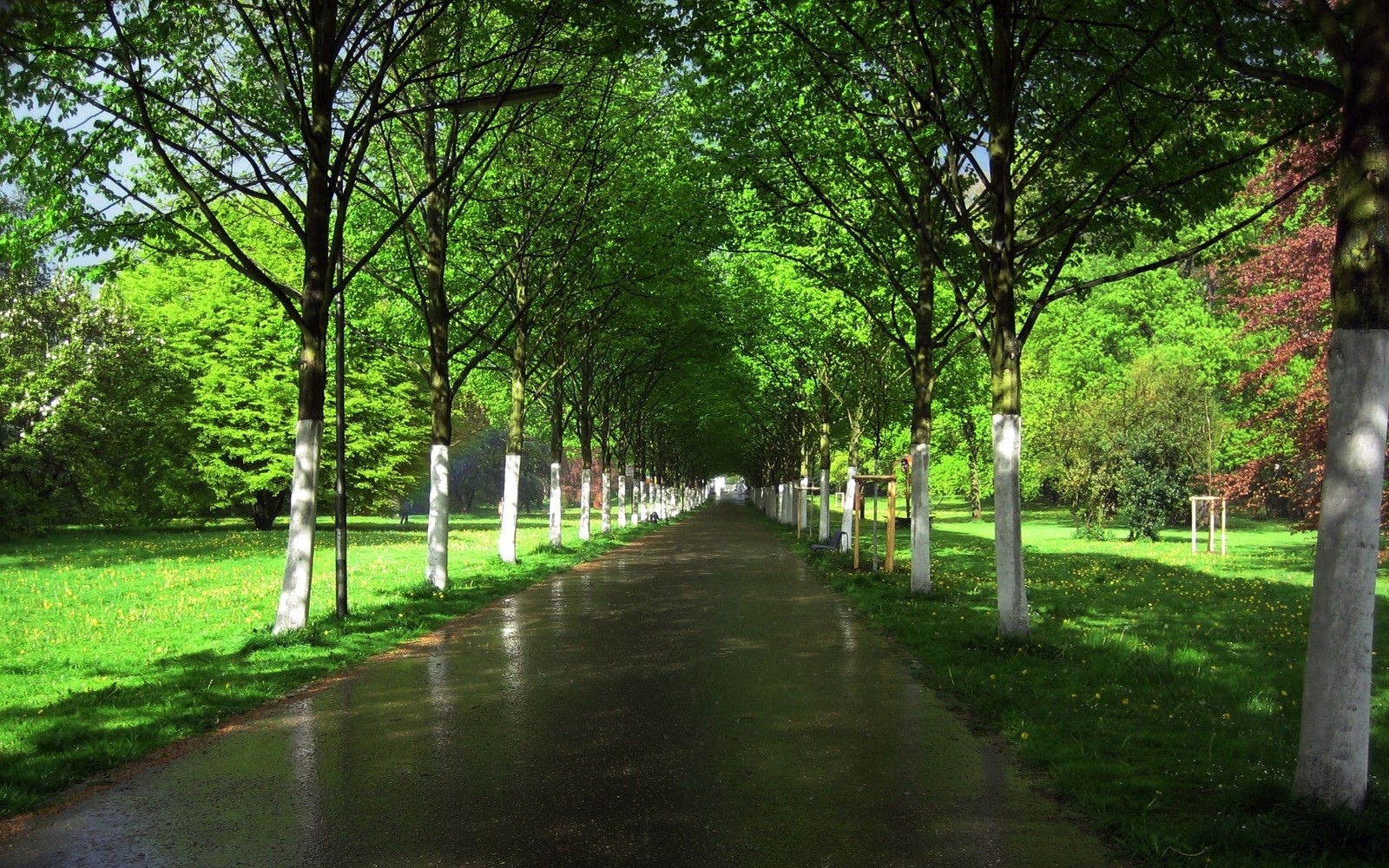 Lade allee, baum, garten, natur, grün Hintergrund herunter