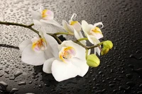 orchidées, fleur, orchidée papillon, blanc, pétale