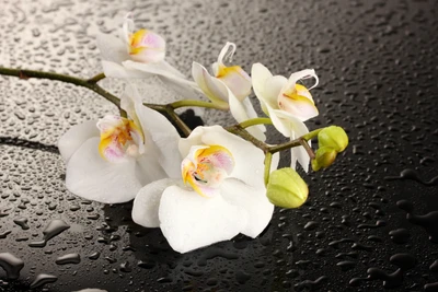 orchids, flower, moth orchid, white, petal