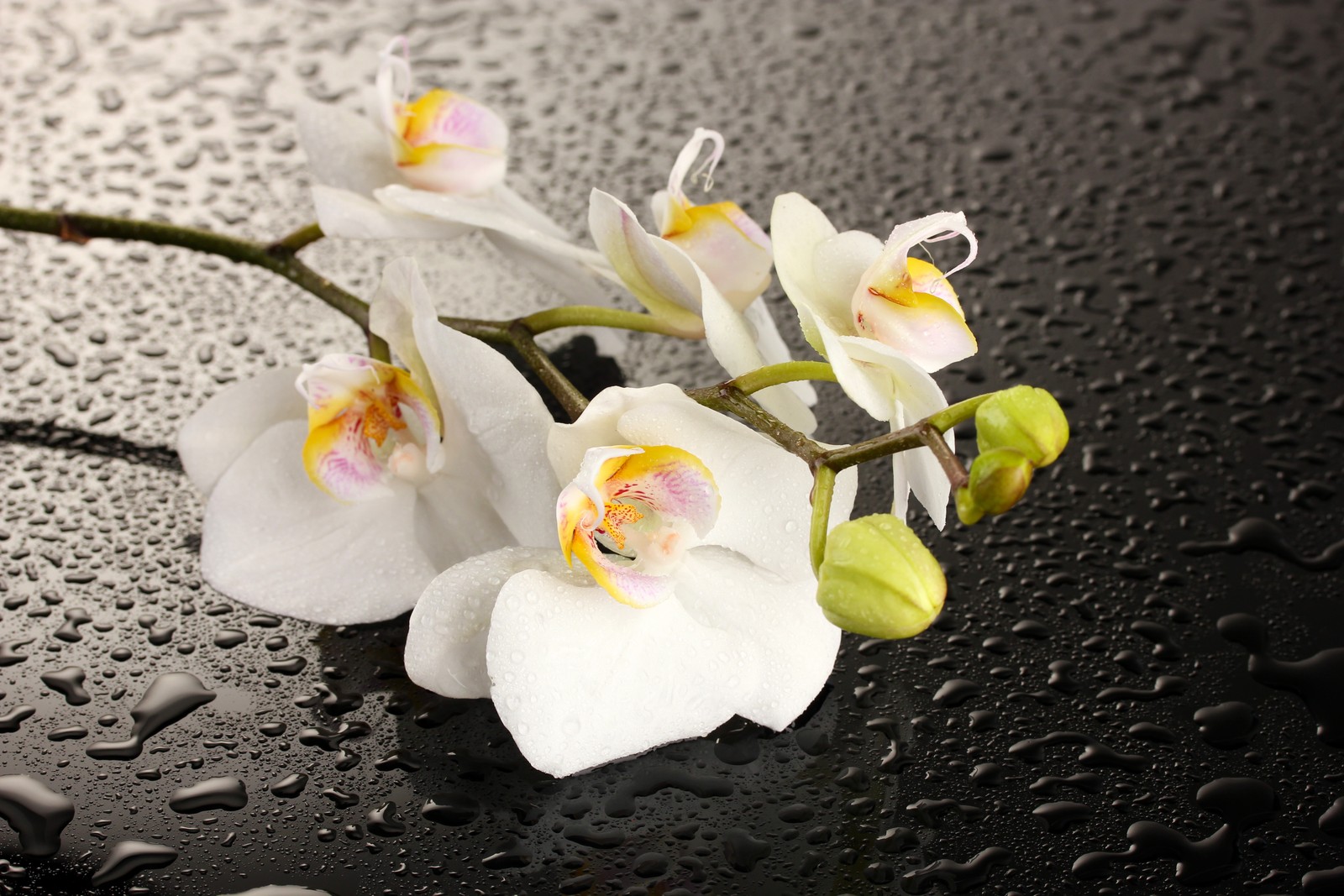 Il y a trois fleurs blanches sur une surface noire avec des gouttes d'eau (orchidées, fleur, orchidée papillon, blanc, pétale)