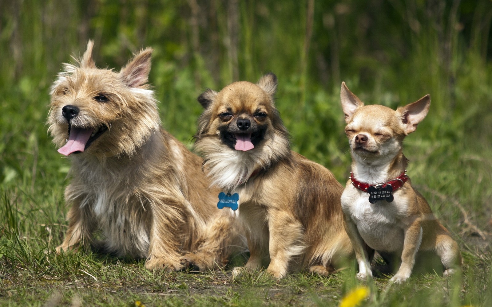 Three small dogs sitting in the grass with their tongues open (cairn terrier, chihuahua, dog breed, breed, purebred dogs)