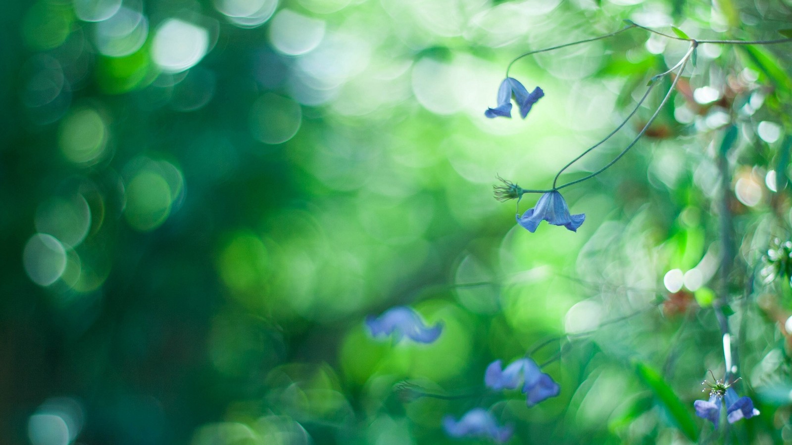 Una pequeña flor azul que crece en un árbol (bokeh, azul, verde, naturaleza, hoja)