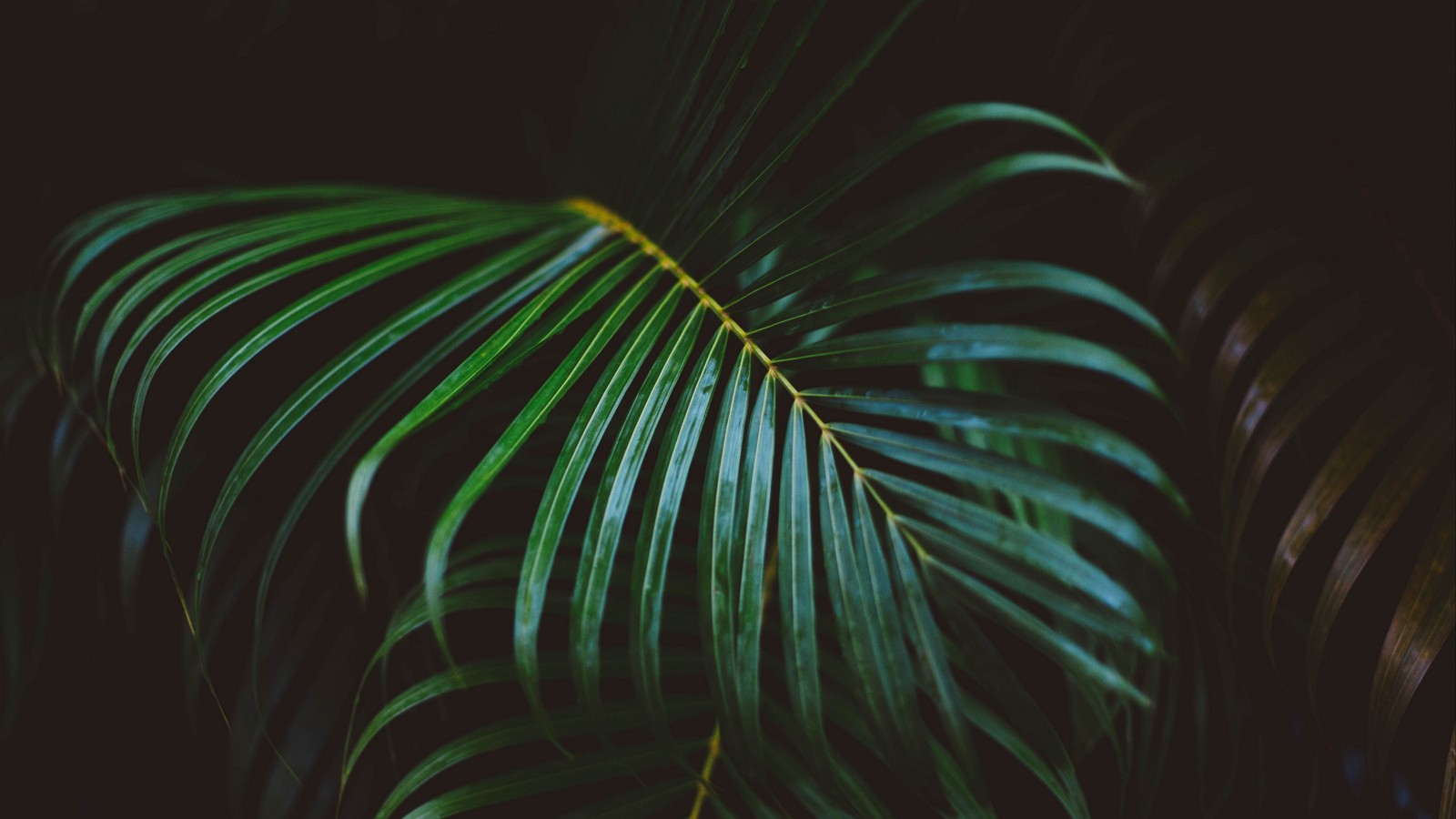 A close up of a green leaf on a dark background (leaf, palm trees, frond, fern, green)