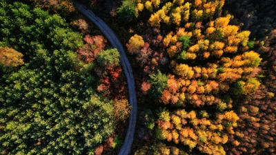 Vue aérienne d'une forêt d'automne avec une route sinueuse