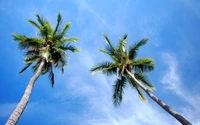 Deux grands palmiers sous un ciel bleu clair