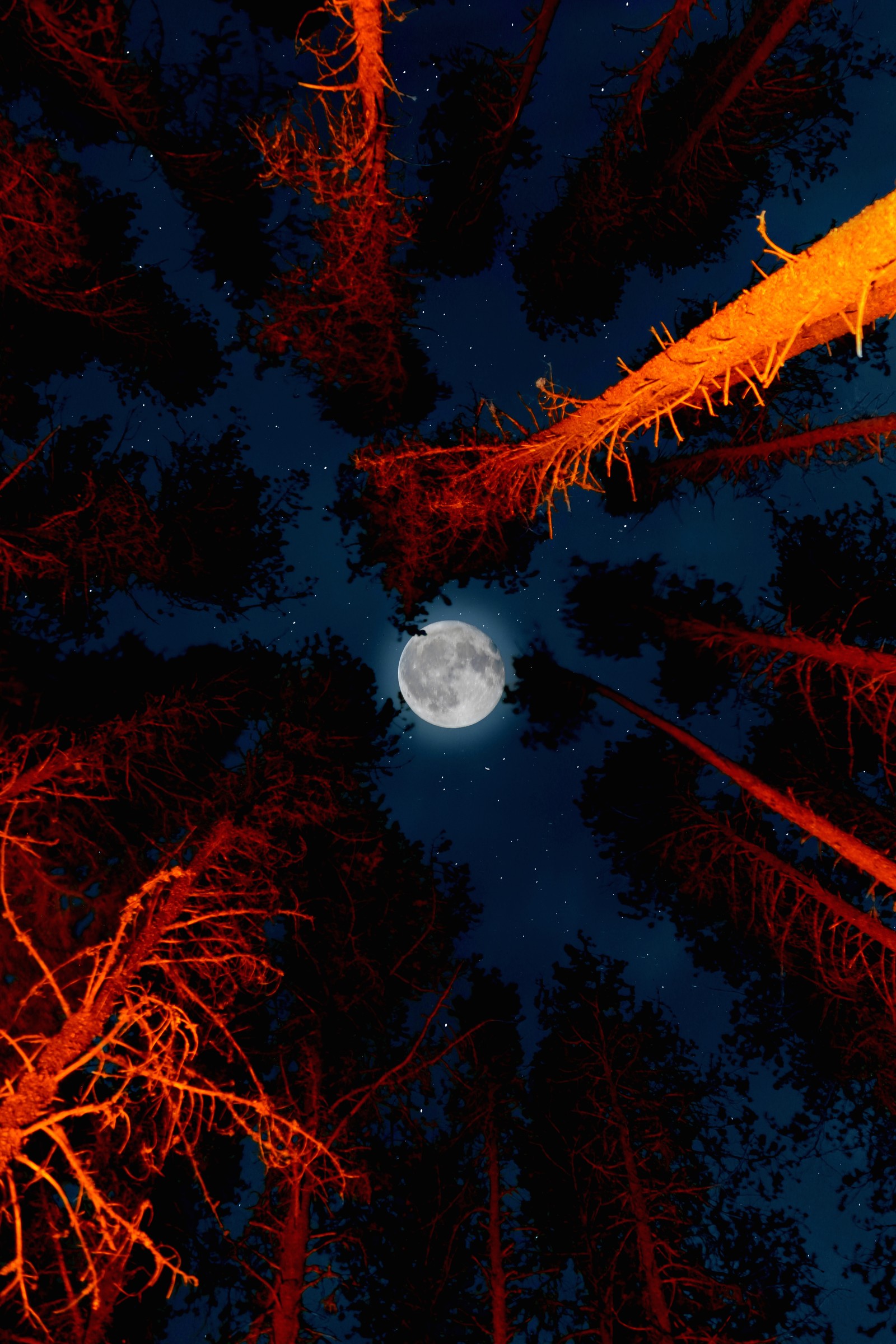 Une vue rare d'une pleine lune dans le ciel nocturne avec des arbres (pleine lune, arbres, vue du ciel, nuit, feu de camp)