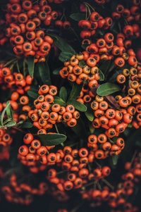 Vibrant Cluster of Orange Berries Amidst Rich Green Leaves