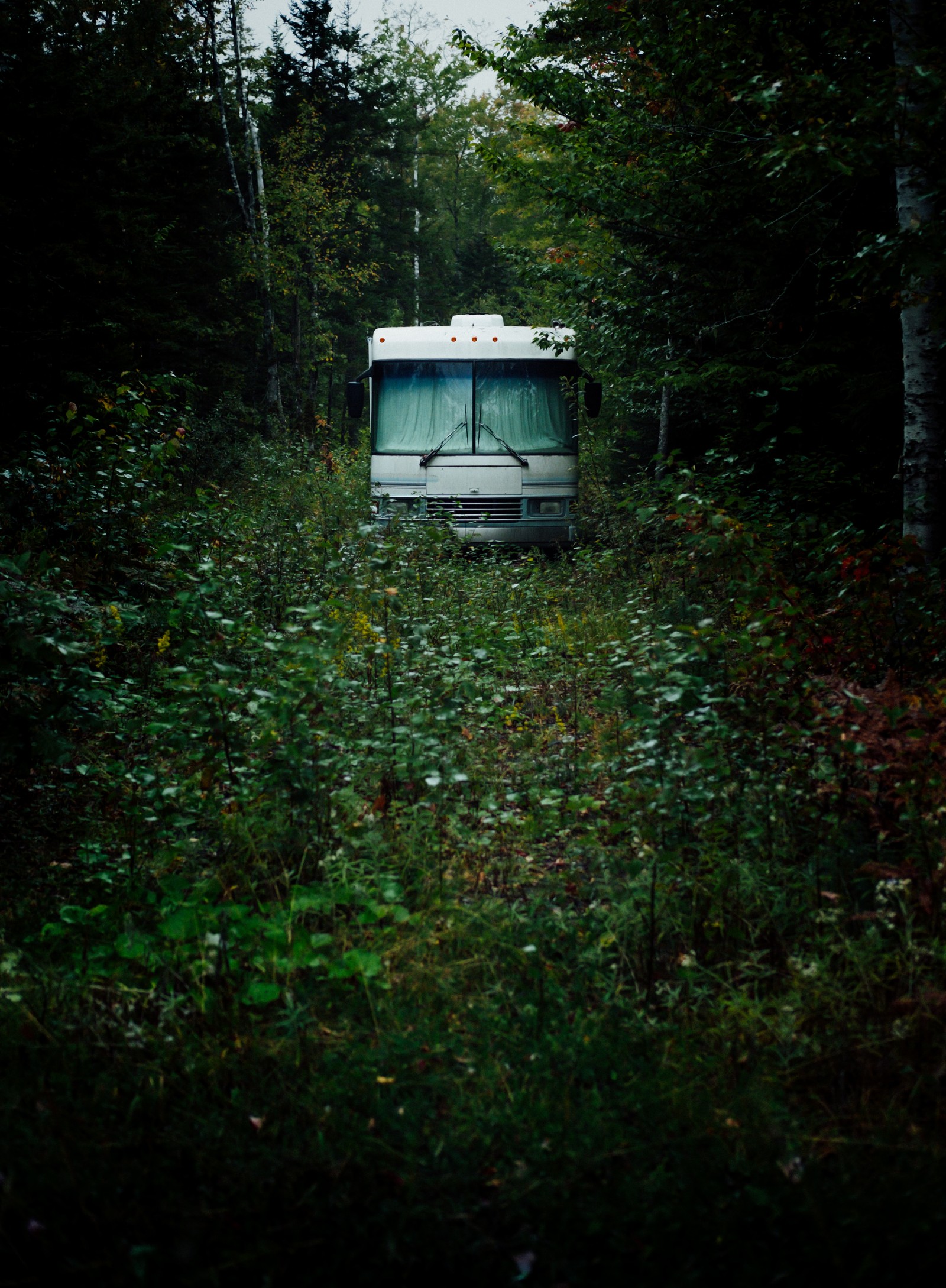 Um ônibus estacionado no meio da floresta (verde, ambiente natural, vegetação, floresta, transporte)