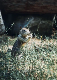 zoo, écureuil renard, animal terrestre, arbre, museau