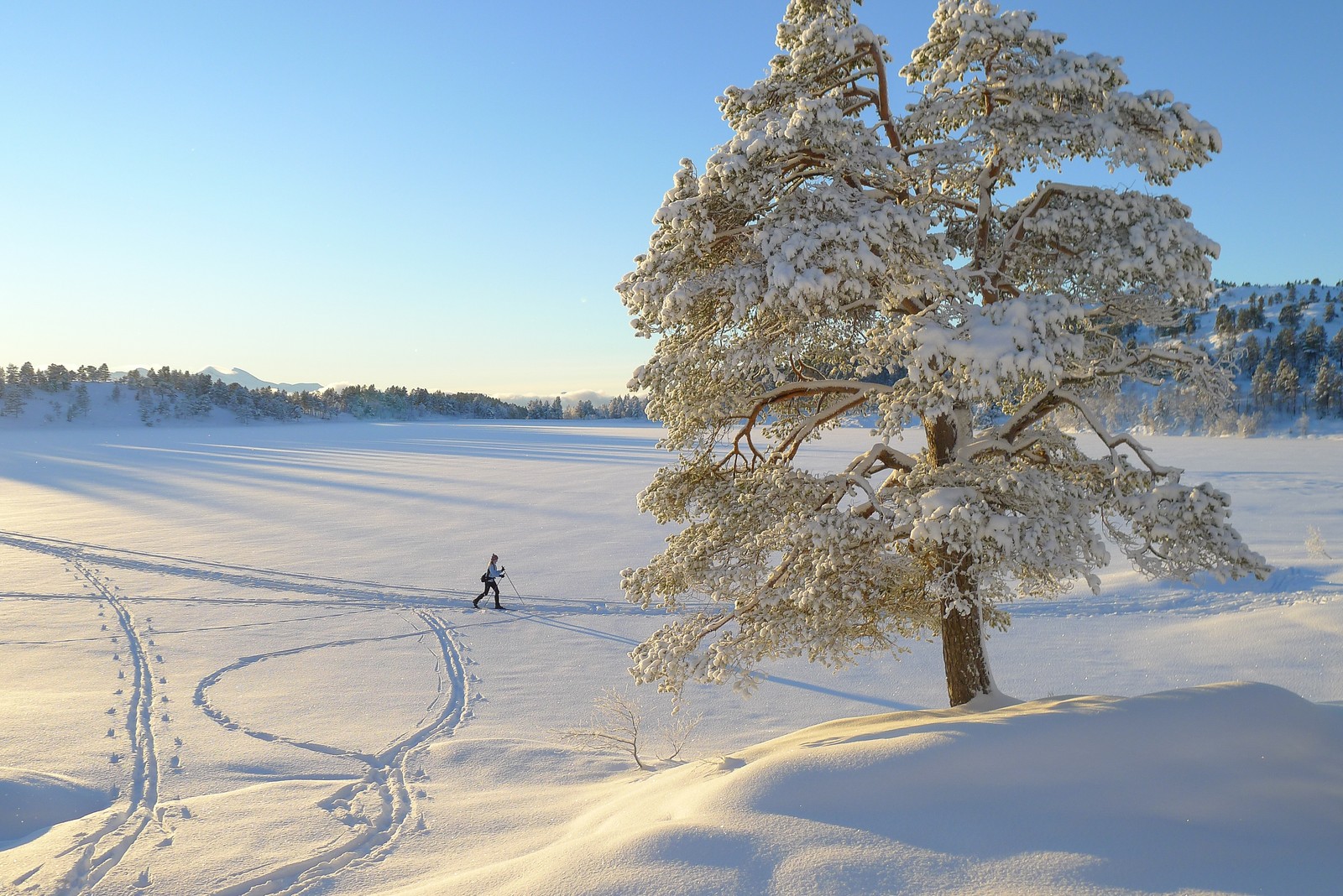 Esquiadores viajando por um campo nevado com uma árvore (inverno, neve, árvore, congelamento, geada)