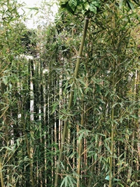 Arbustiva densa de bambu e gramíneas perenes