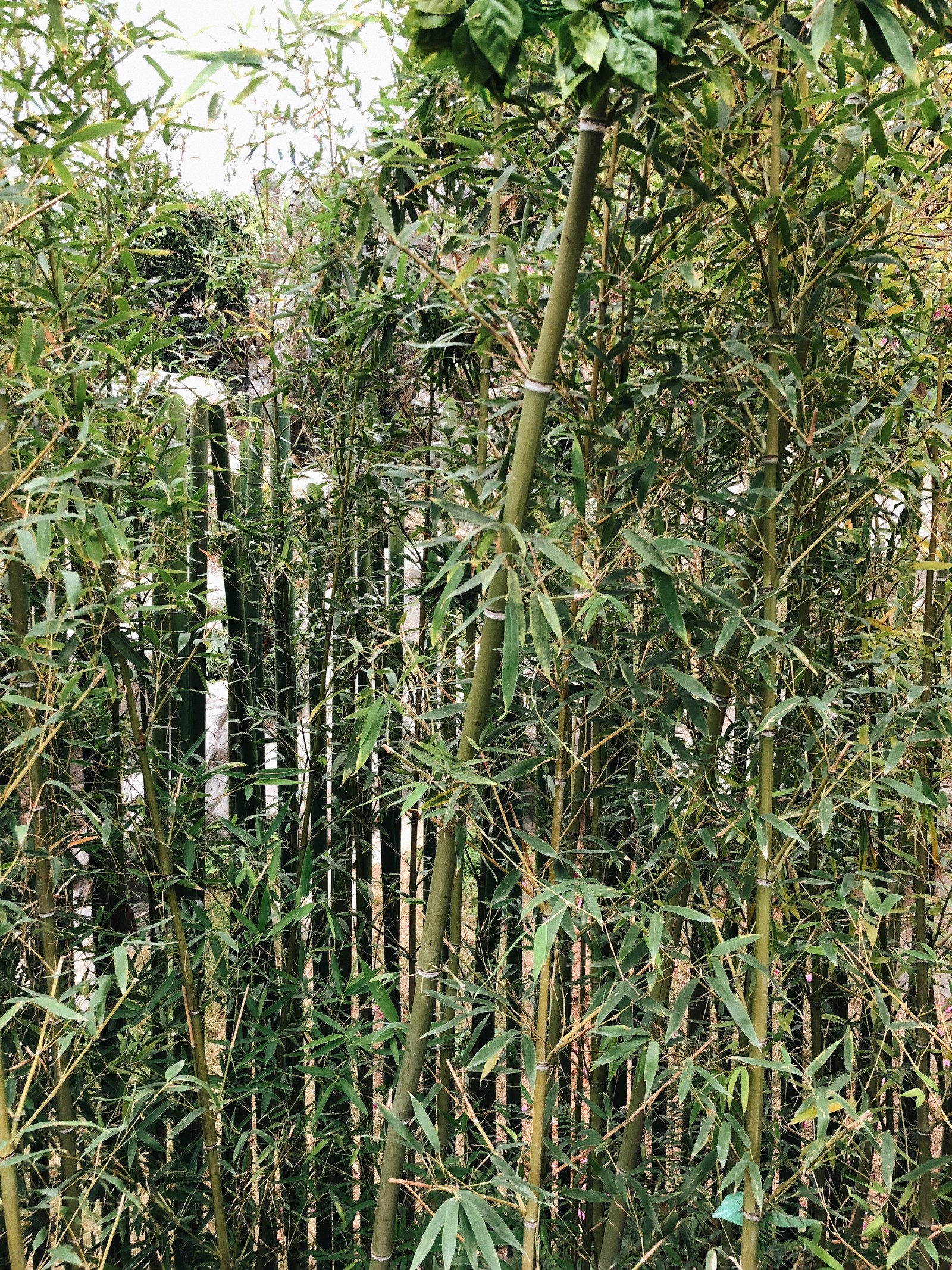 Close-up de uma árvore de bambu com muitas folhas em um campo (vegetação, arbustos, gramíneas, botânica, planta terrestre)