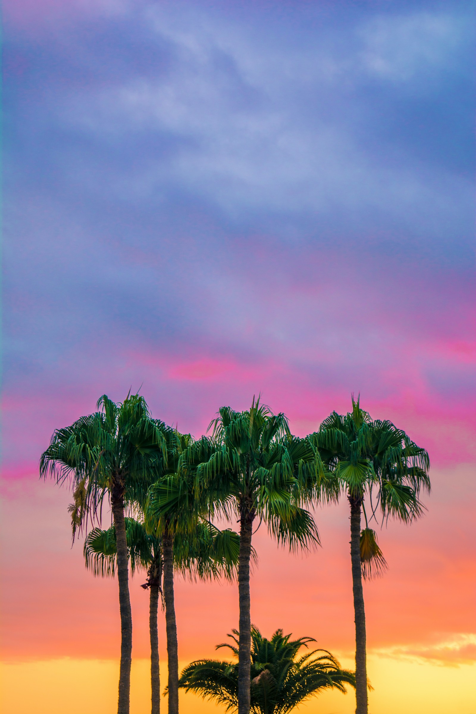 Tres palmeras están en fila frente a un atardecer (palmeras, color, árbol, nube, planta)