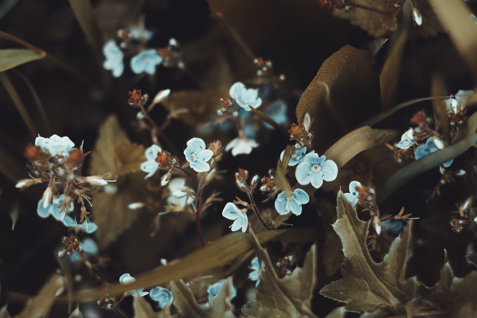 Há muitas pequenas flores azuis crescendo na planta. (smartphone, flor, folha, primavera, planta)