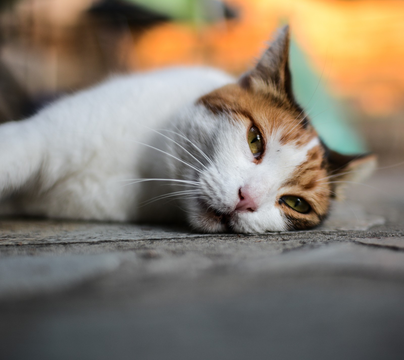 Téléchargez le fond d'écran chat, orange, blanc