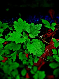 leaves, flowers, hd, green, september