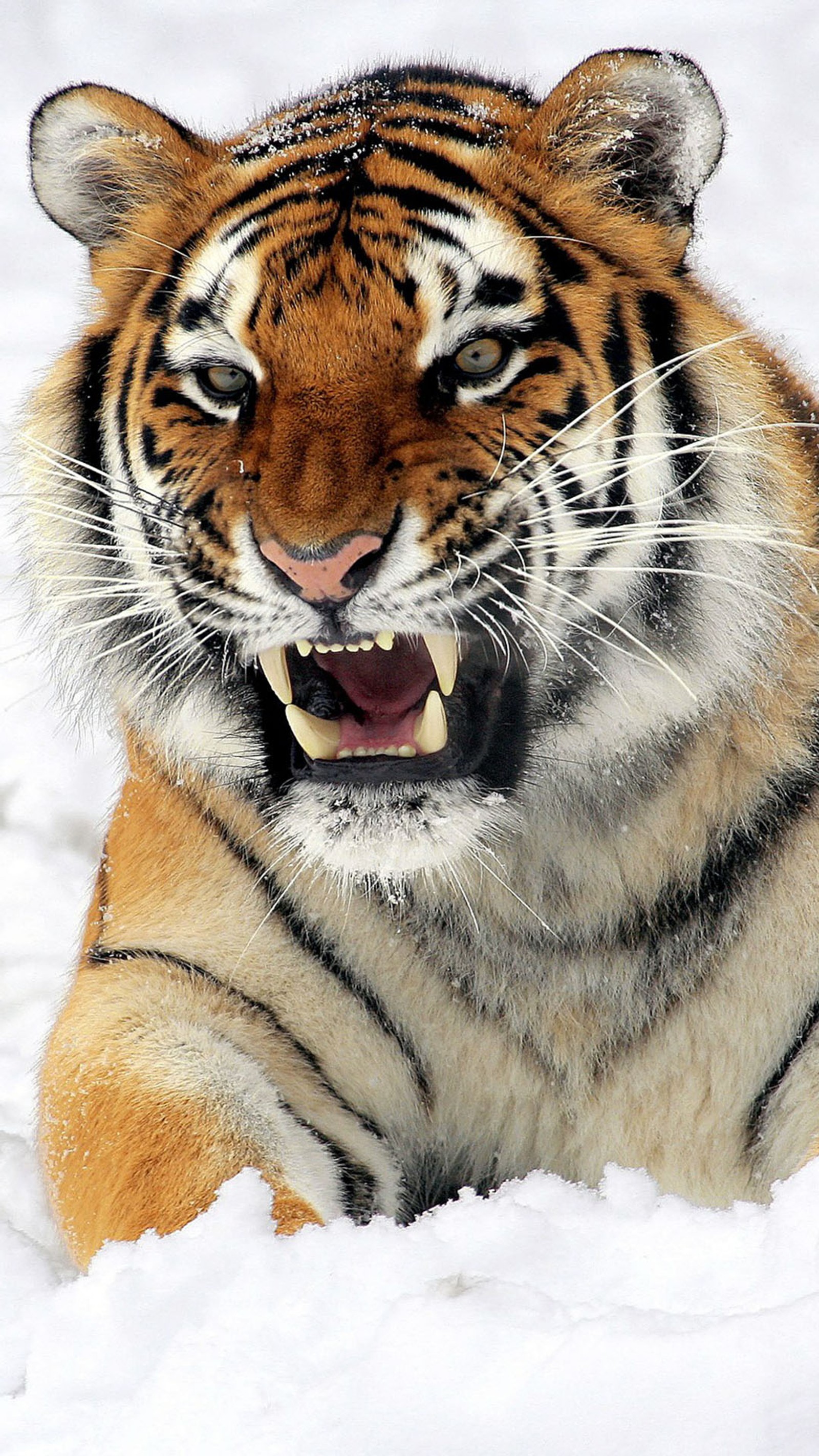 Há um tigre deitado na neve (6 plus, tigre)