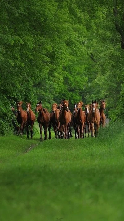 A herd of brown horses moving gracefully through a lush, green forest pathway.