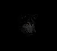 Loup noir majestueux avec des yeux jaunes perçants sur un fond sombre.