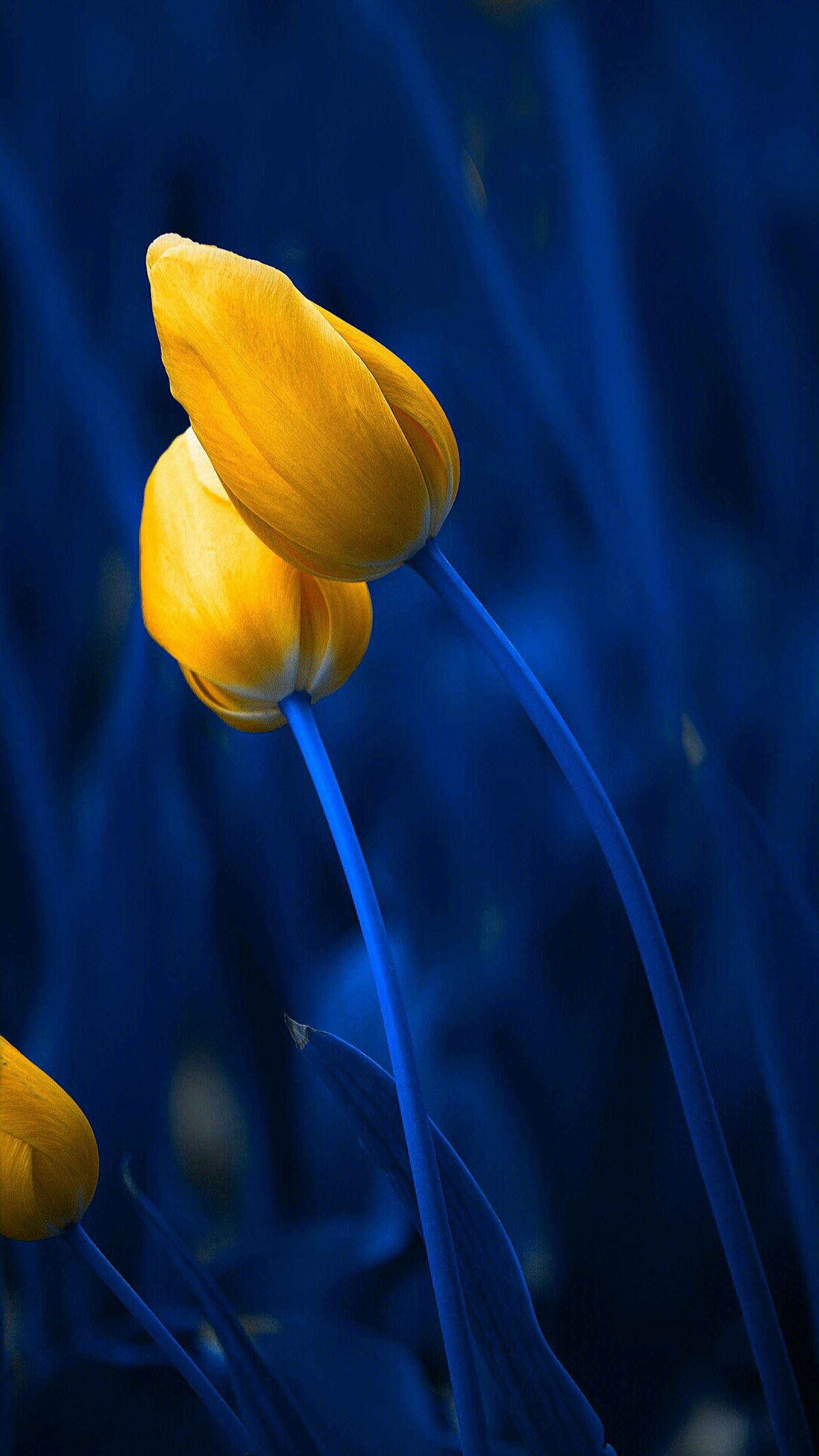 Yellow flowers with blue stems in a field of grass (blue, flower, nature, tulip, yellow)