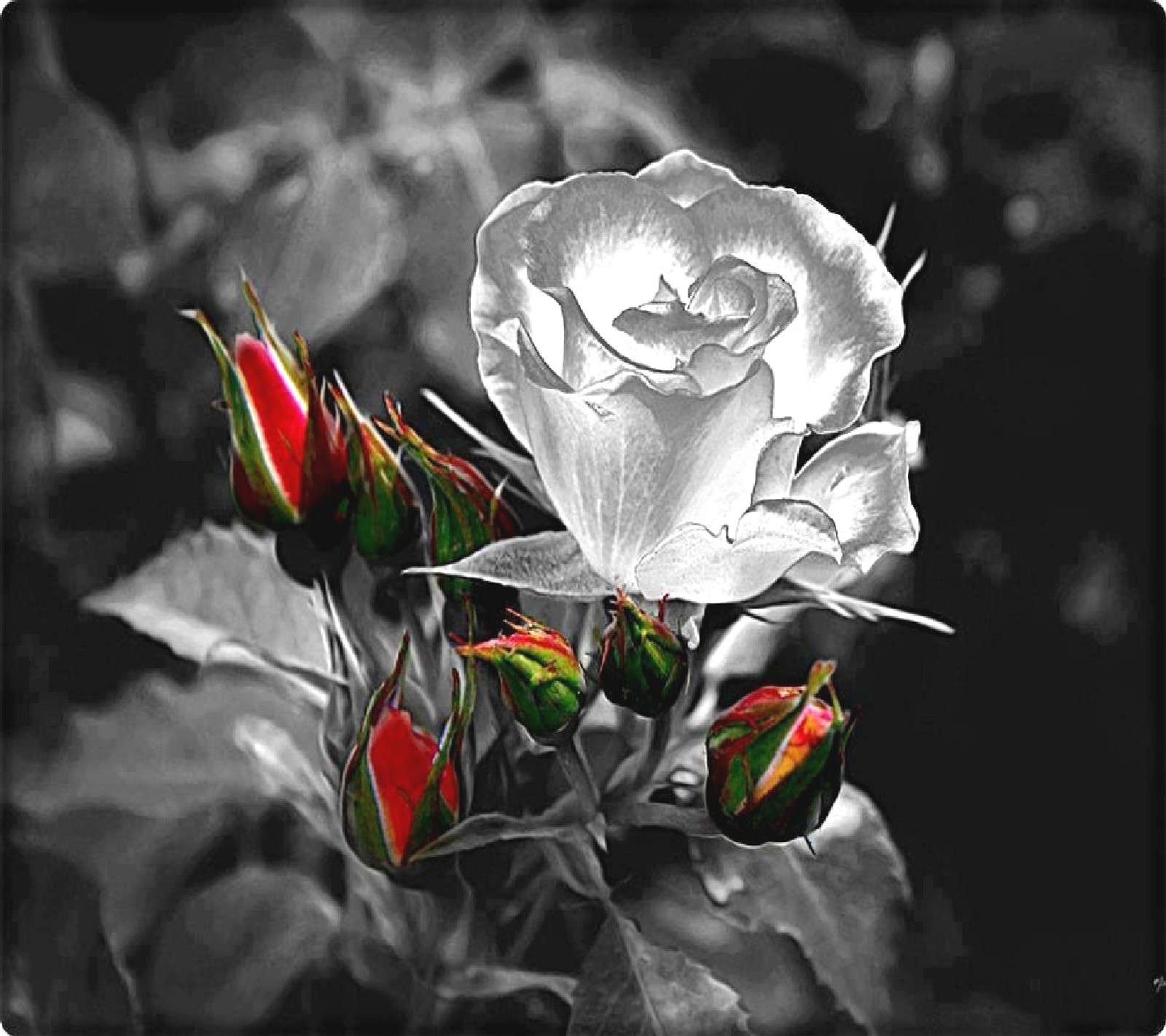 There is a black and white photo of a rose budding (nature)